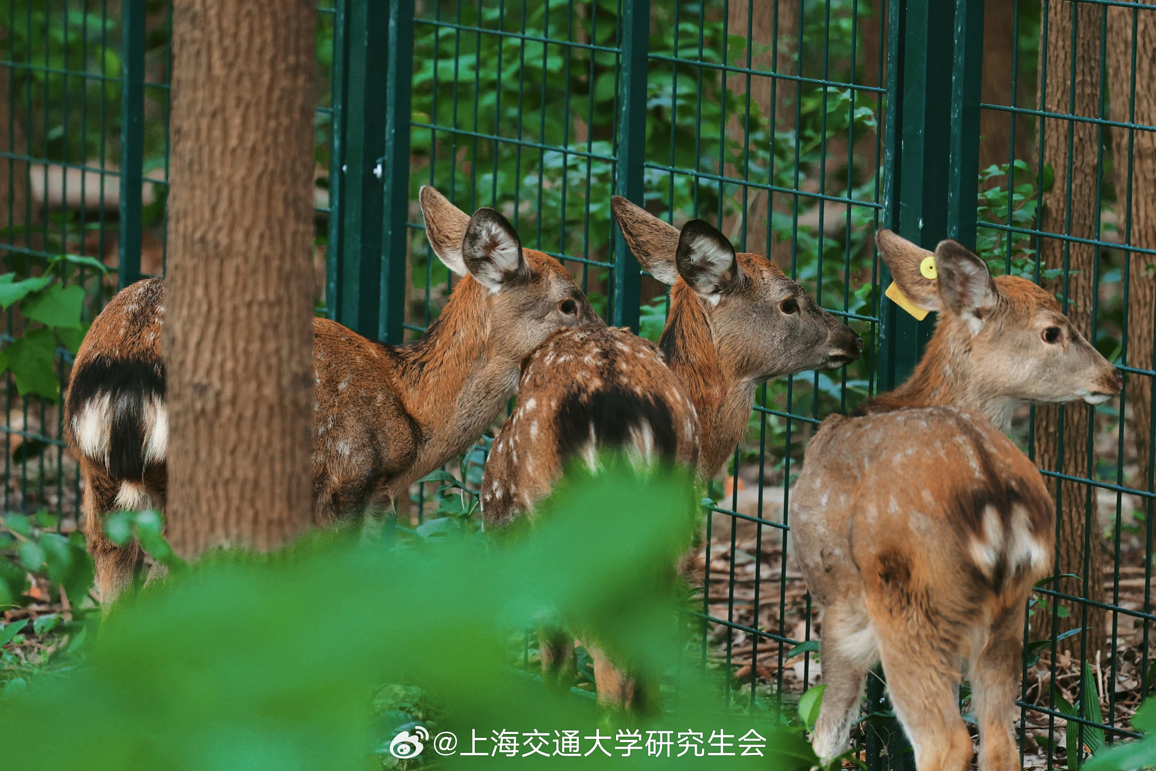 上海交通大学鹿苑临时关闭通知及其背后影响探究