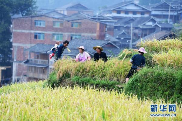 月亮山梯田秋收忙，田园画卷展现眼前