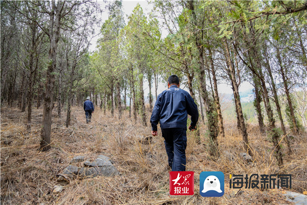 临沂山大王刘善东，守护青山三十二载，万木生机盎然