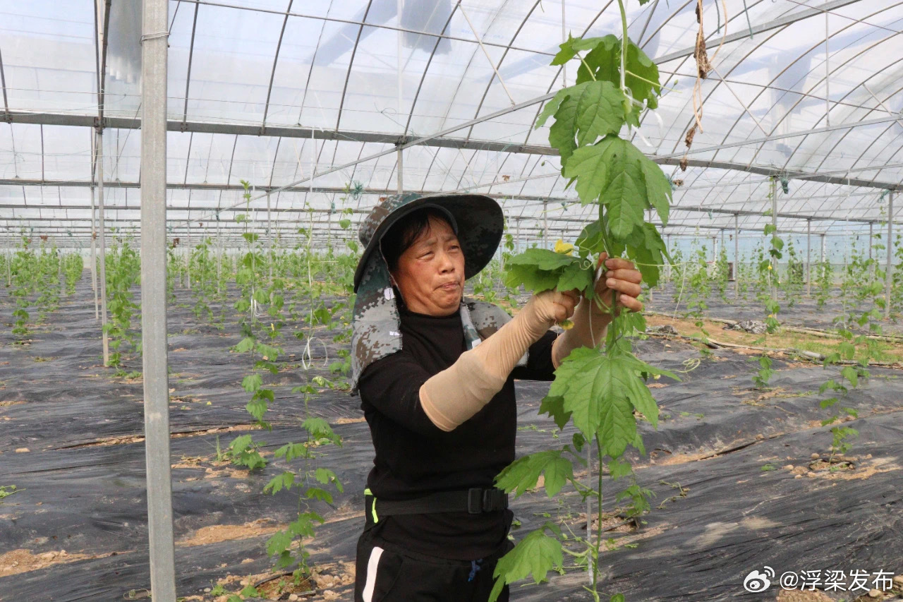 智能化大棚，充实菜篮子的同时带动经济效益增长