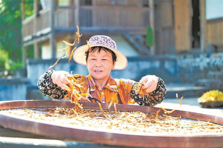 文登西洋参，舶来品变土特产，成功出圈之路