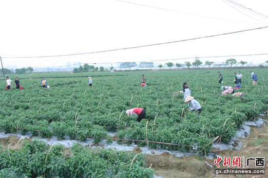 七星关区林口镇大地村辣椒丰收采摘繁忙季