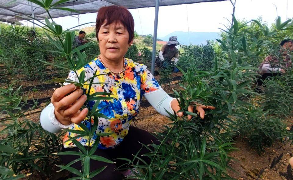 平庄镇，黄精产业铺就致富之路